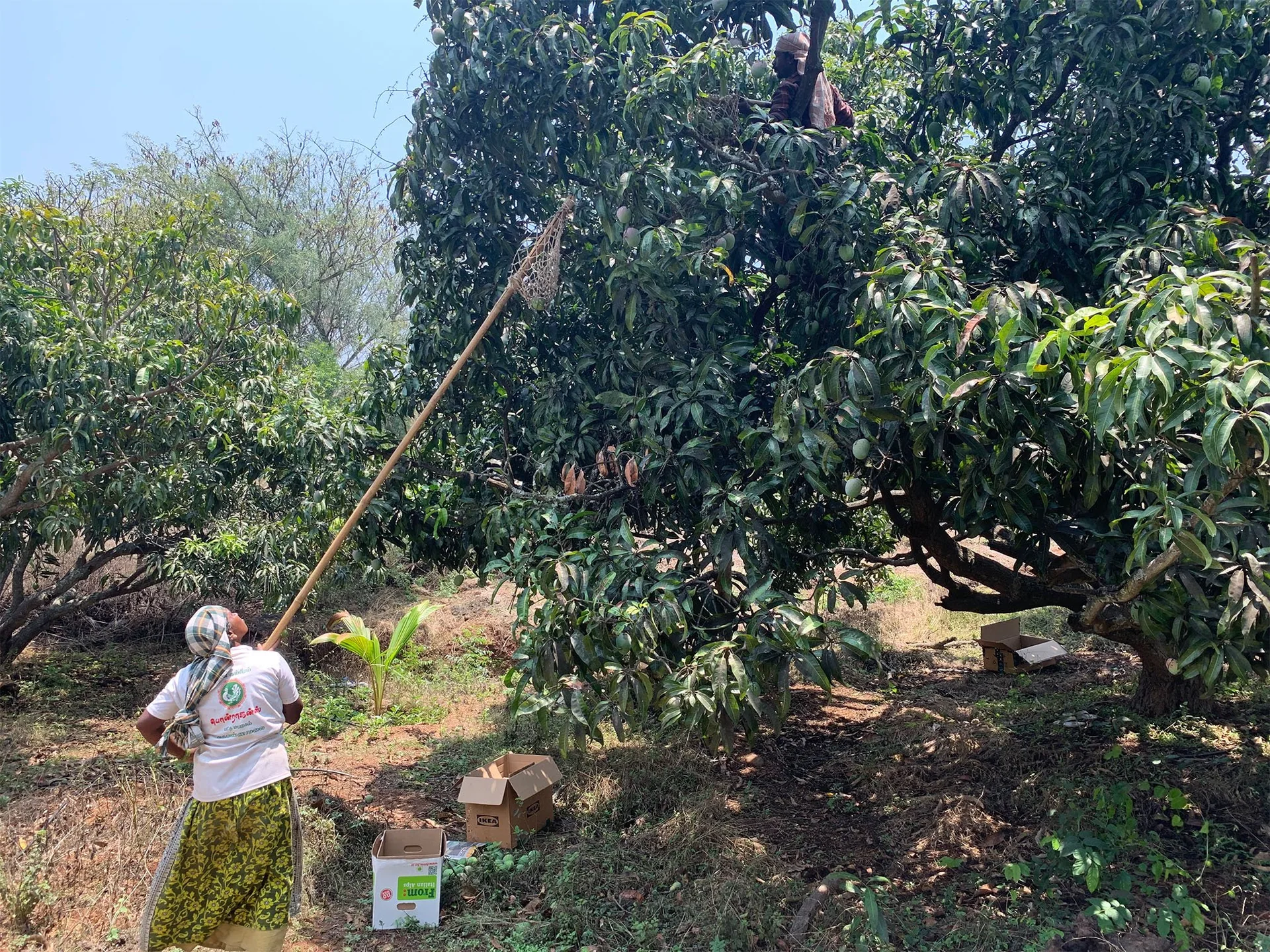 A visitor reaching into a mango tree to pick fruit.