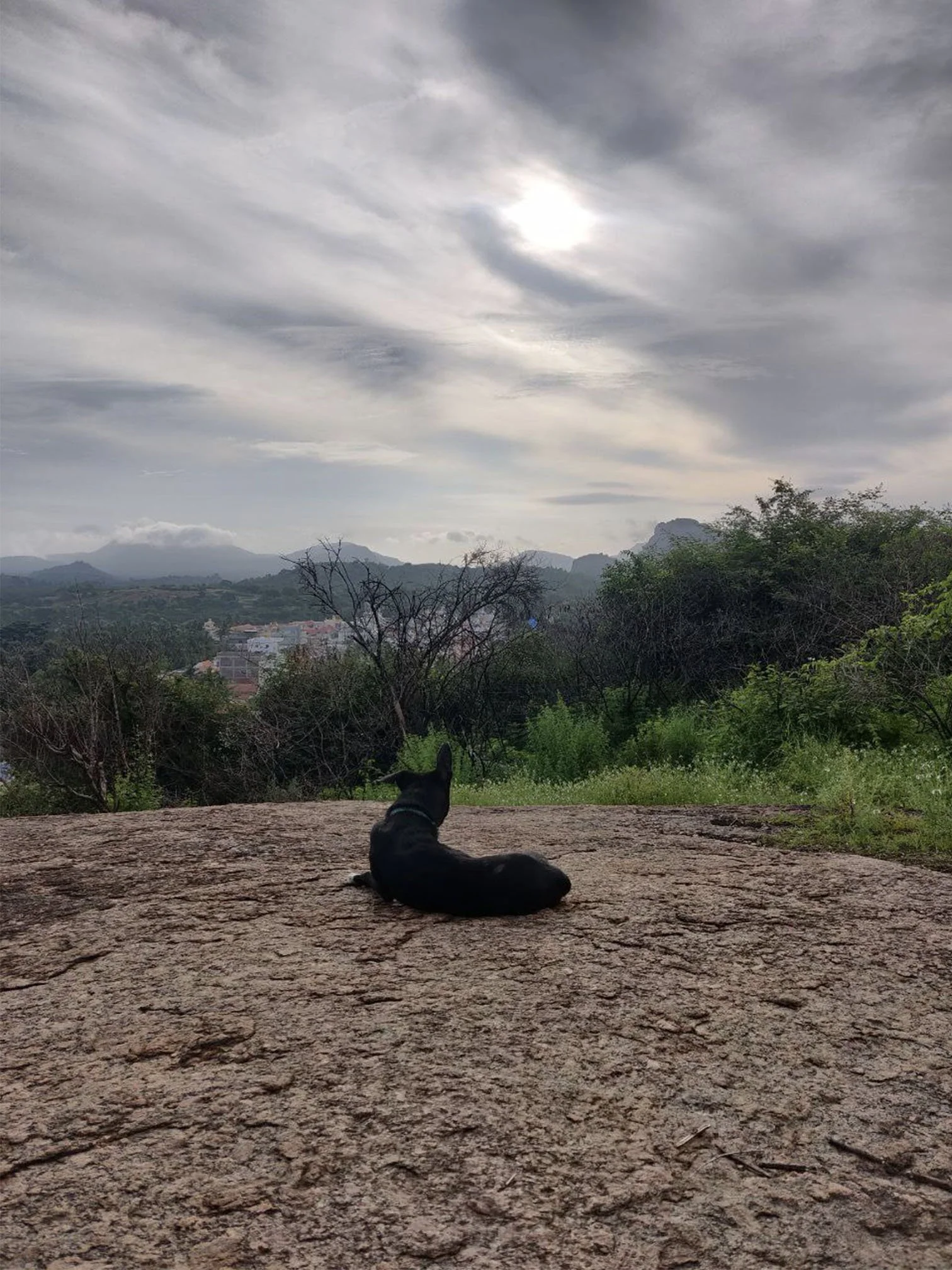 A dog resting on a rocky hill overlooking the countryside.
